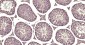 Calmodulin 1 Recombinant Rabbit mAb